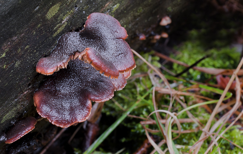 Lentinellus ursinus